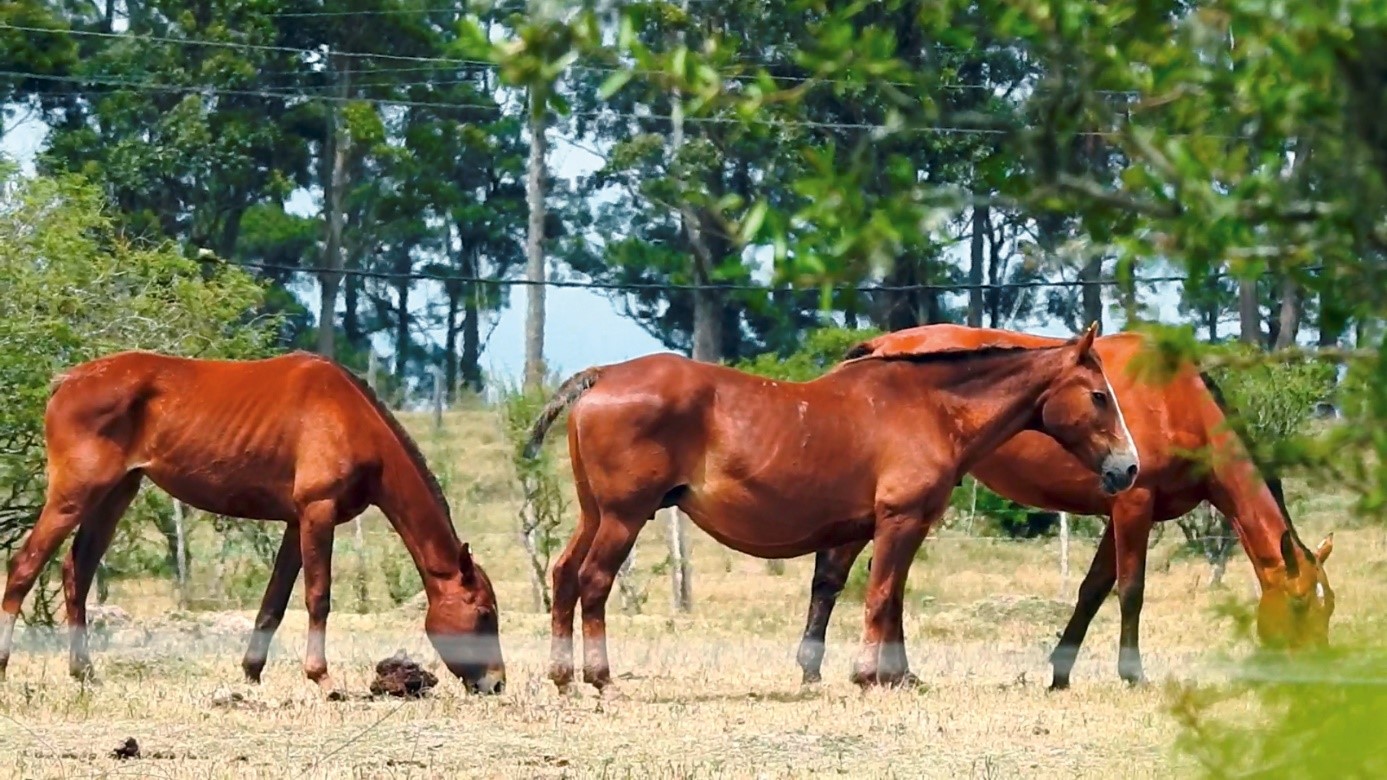 zwangere paarden