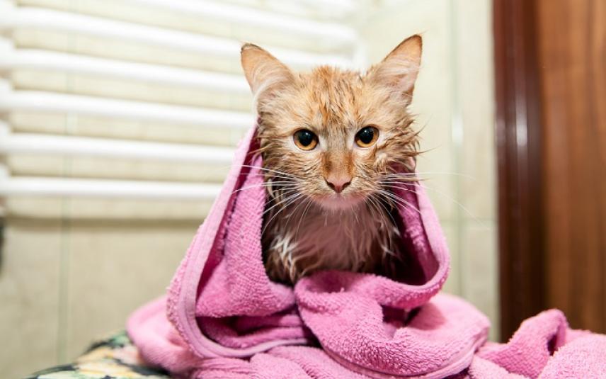 Kat in handdoek