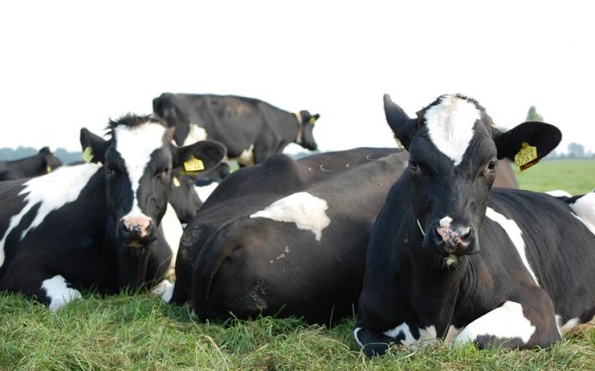 Koeien liggend in gras