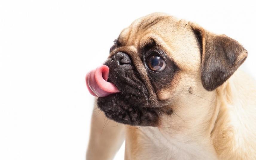 Coolblue maakt geen reclame meer met kortsnuitige honden