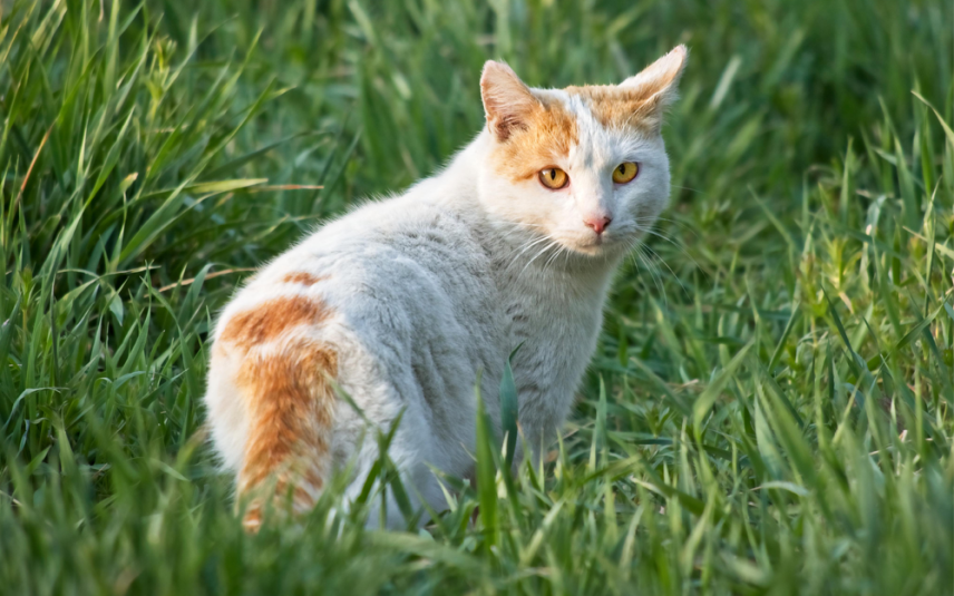 Katten doodschieten mag in Friesland