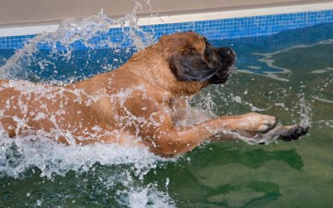 Honden zwemmen tegen hondenkanker