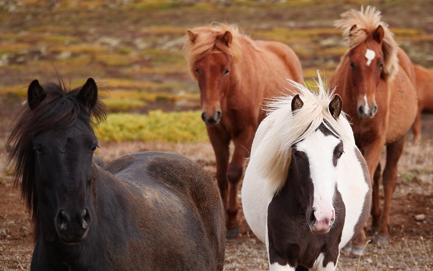 Bloedpaarden op IJsland