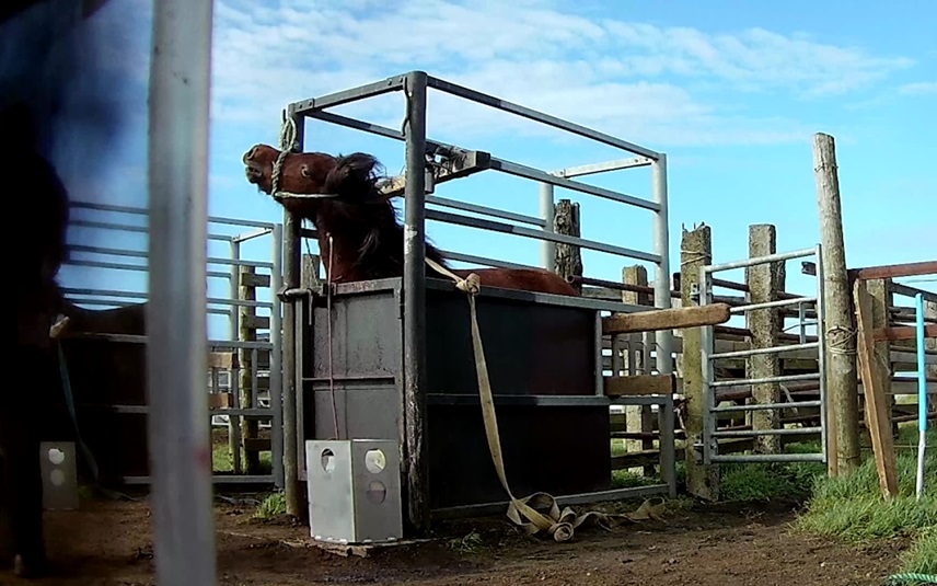 Bloedboerderij IJsland