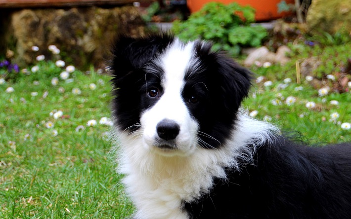 Border collie