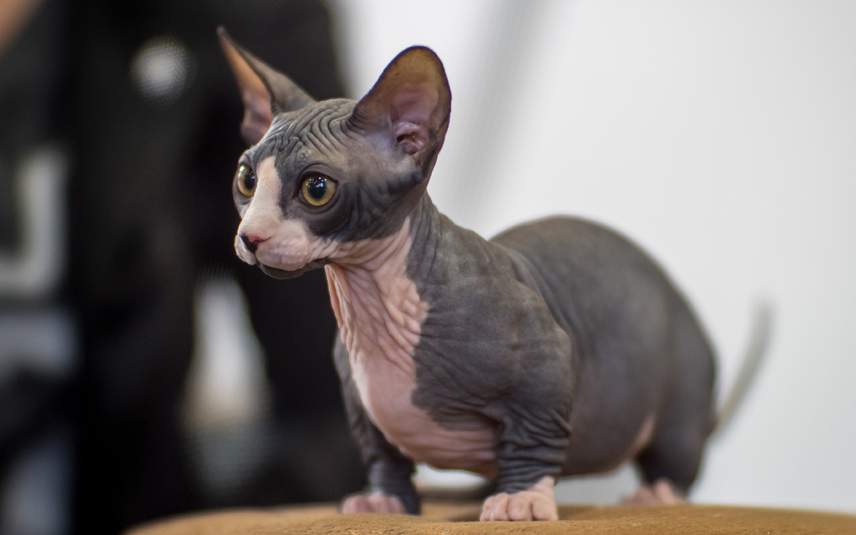 bambino sphynx