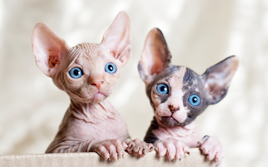 sphynx