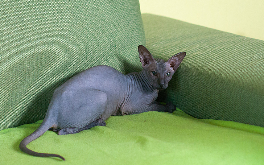 Peterbald