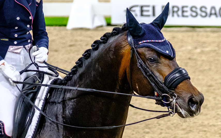 Meteen na de pijnlijke houding probeert het paard de neus naar voren te steken