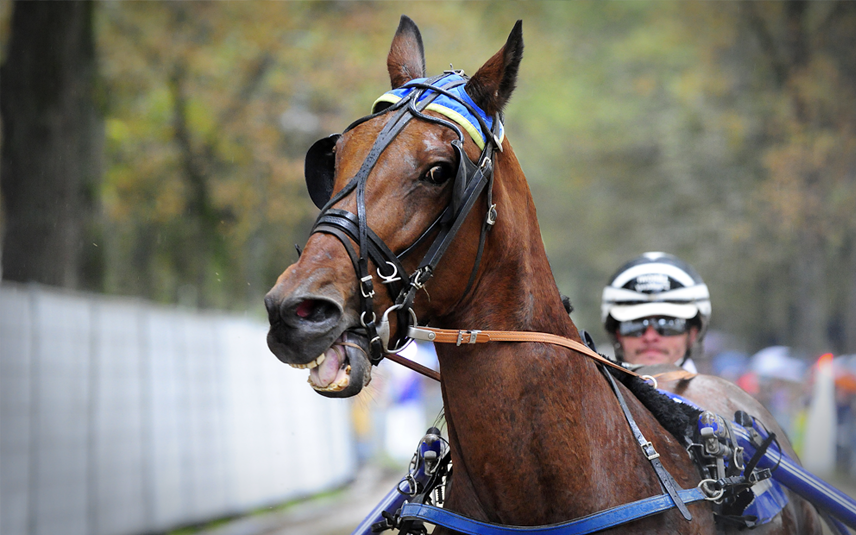 Actie tegen drafraces