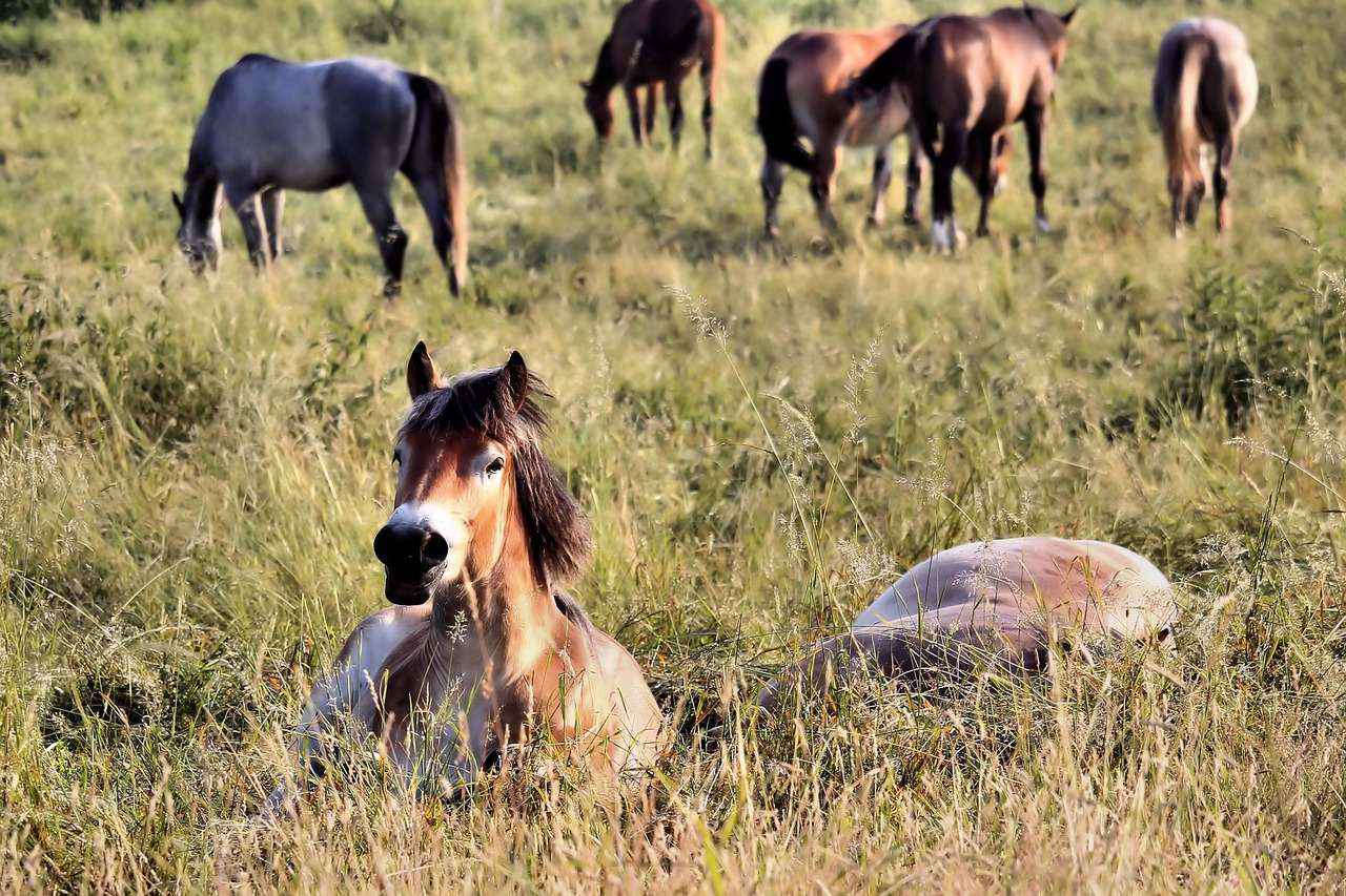 slapende paarden