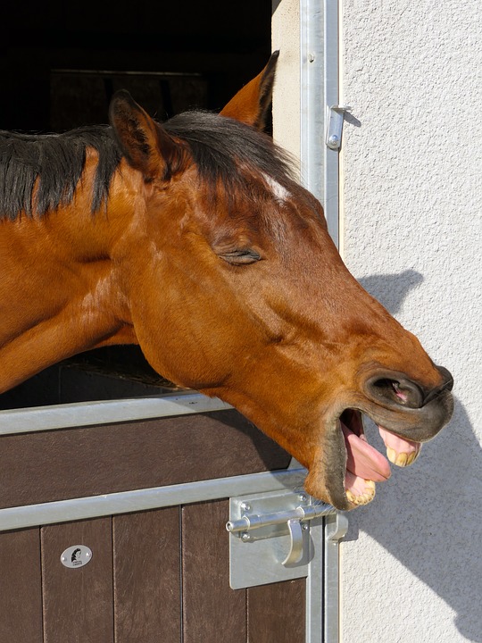 paarden krijgen maagzweren door winters voerregime