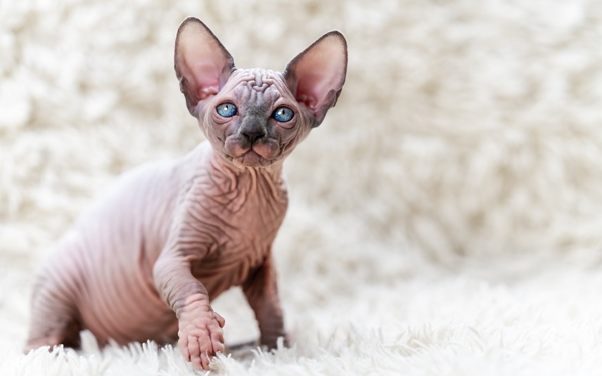 Sphynx