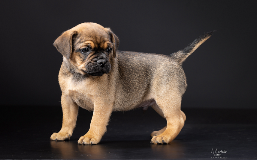 outcross pup Franse bulldog Lennox