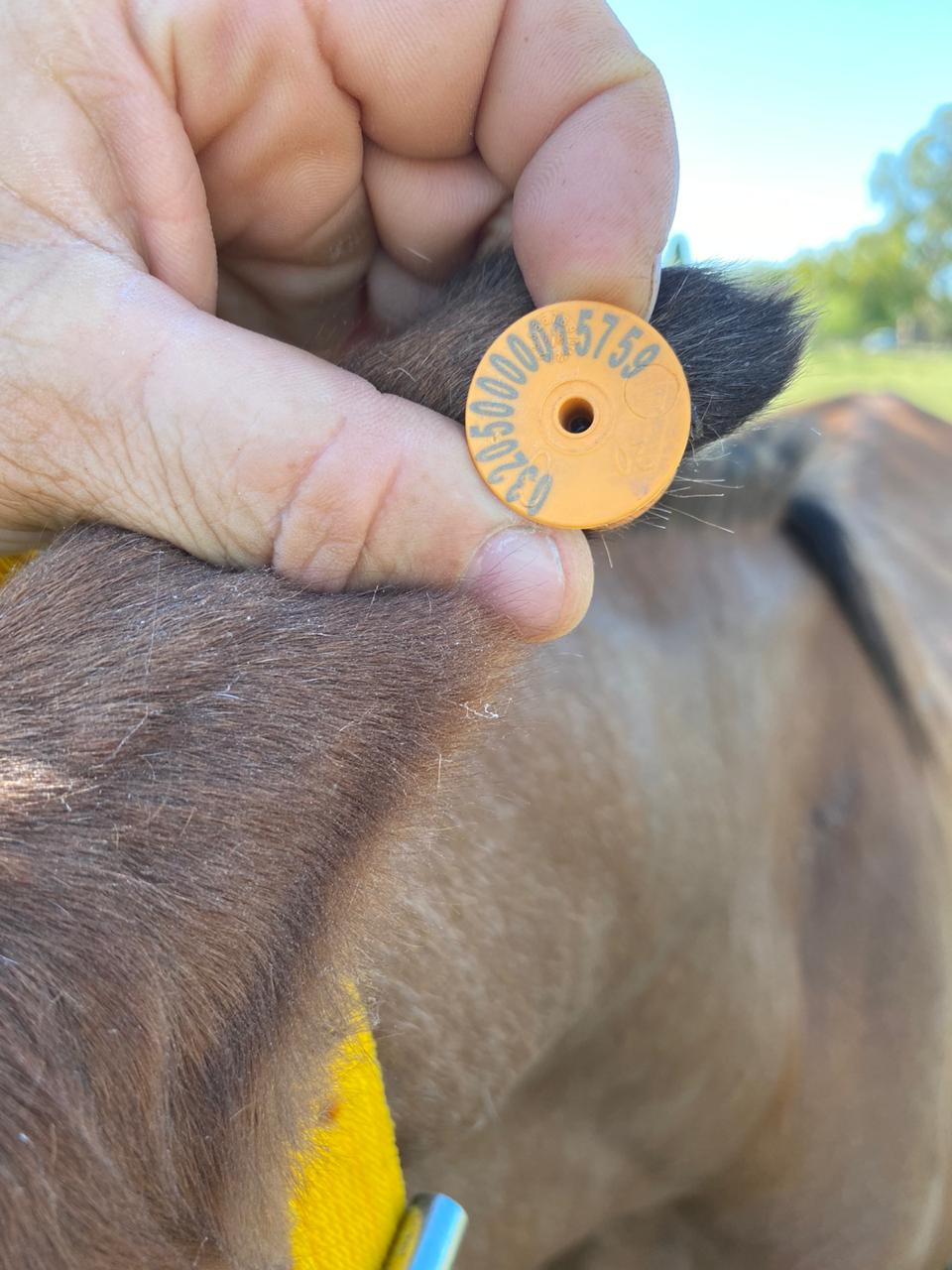 Vervalst oormerk bij Argentijns paardenslachthuis Lamar