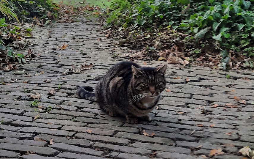 Poekie op straat