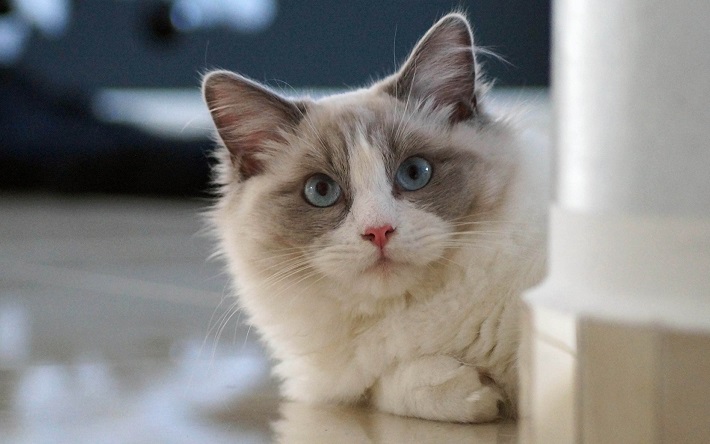 ragdoll