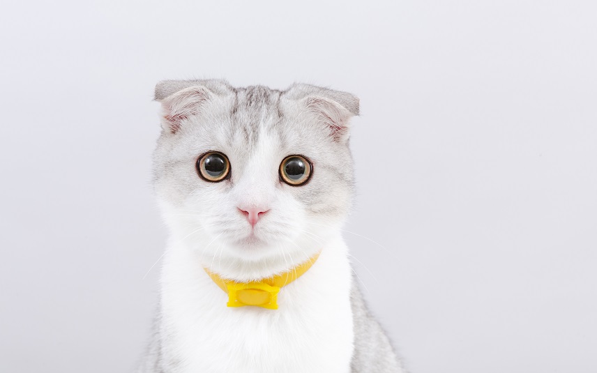 Scottish fold