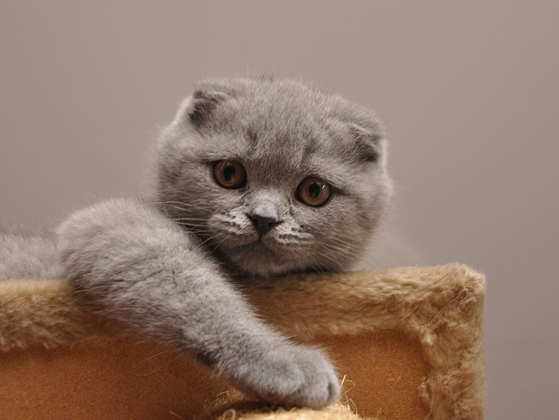 scottish fold