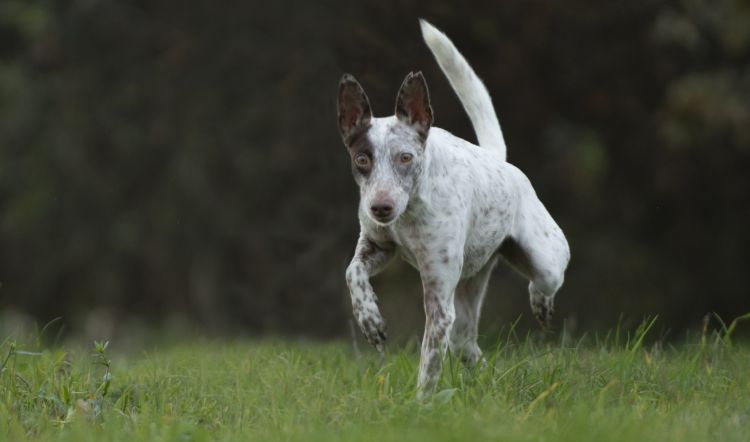 asielhond Wendy zoekt een vriend voor het leven