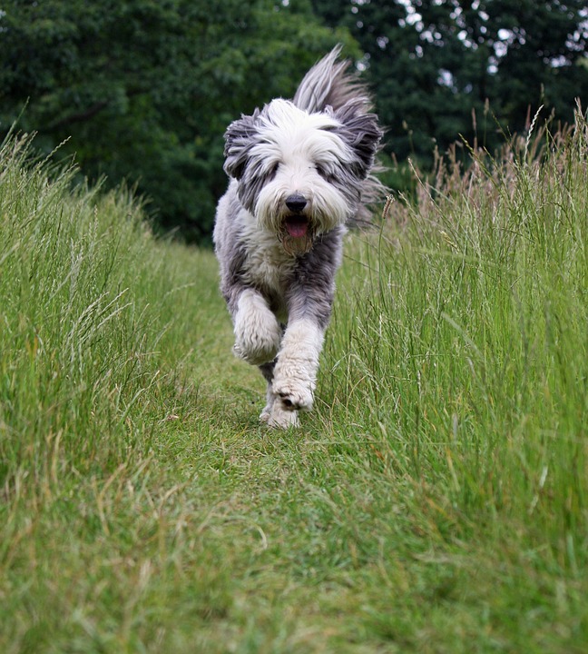 Bearded Collie