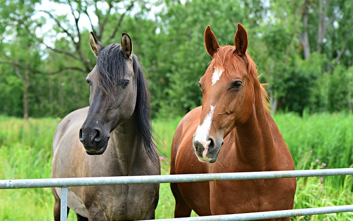 Blije paarden