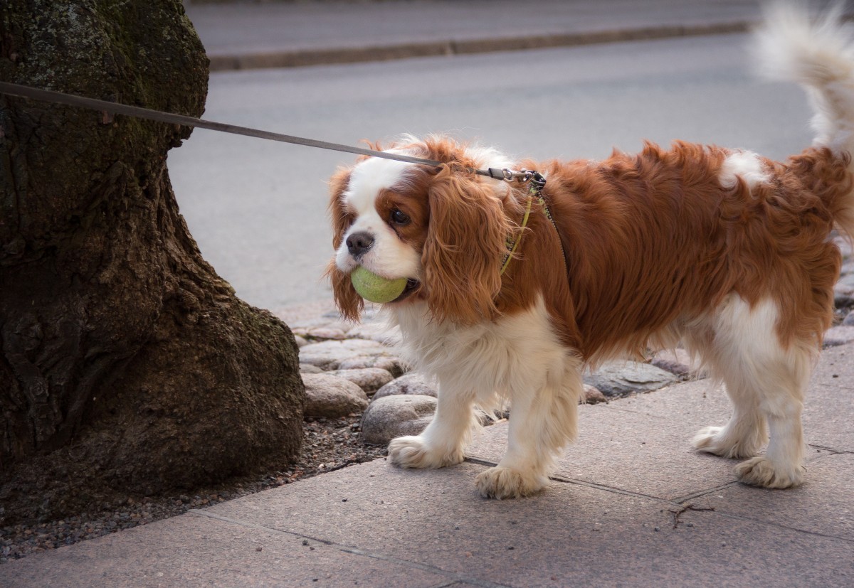 Cavalier king charles spaniël