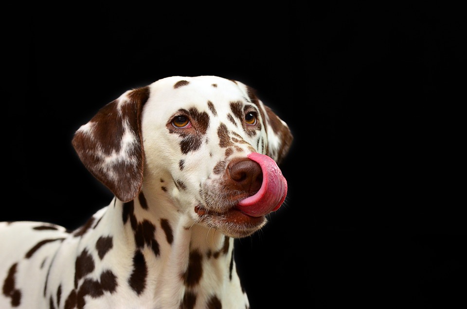 Dalmatische hond