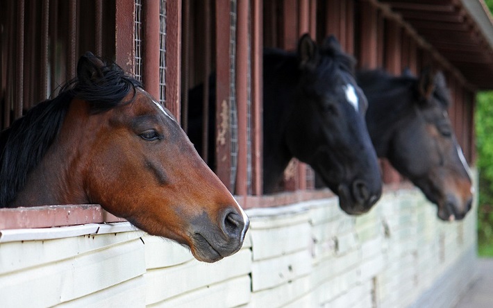 Paarden