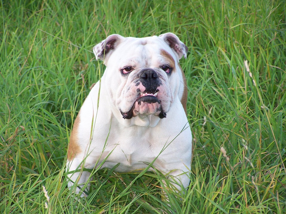 Engelse Bulldog