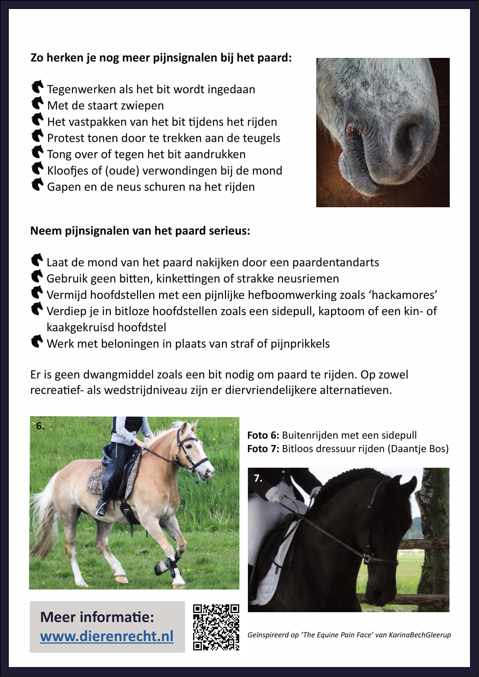 herken pijn bij het paard 2