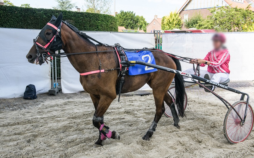 Paard met ingetrokken buik