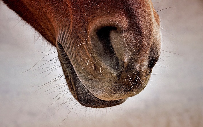 paardenneus met tastharen