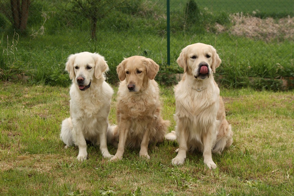 Golden Retriever