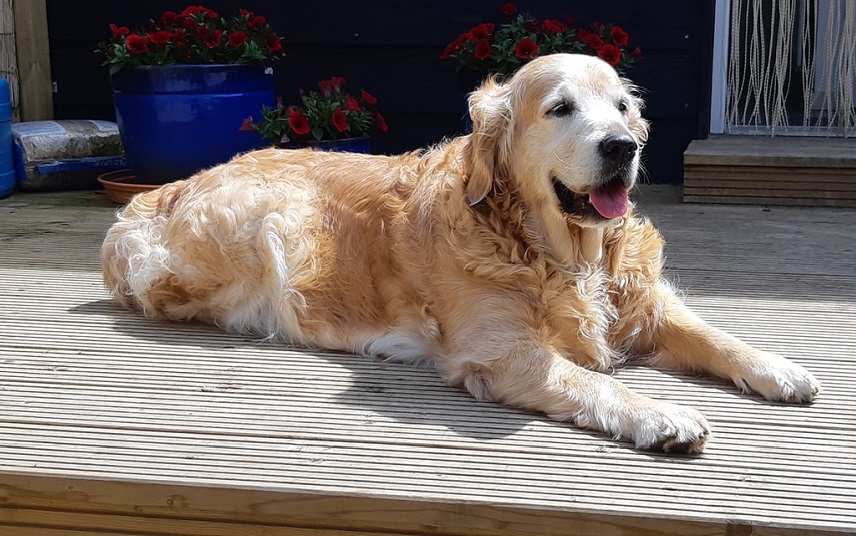 Golden retriever Kate