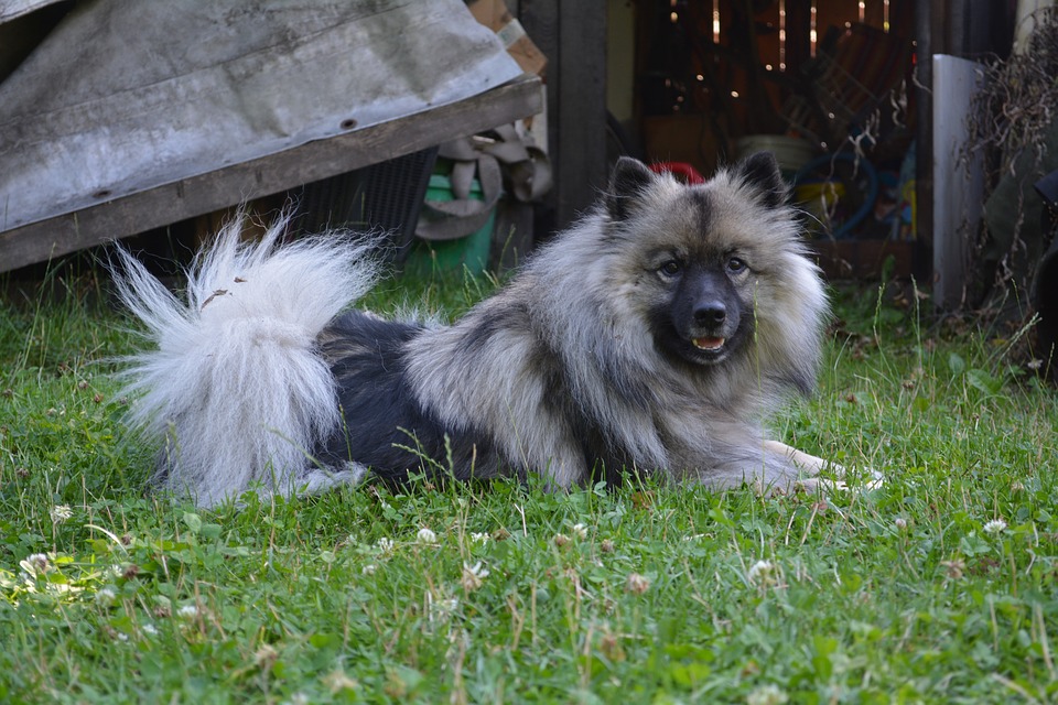 Kleine en middenslag keeshond