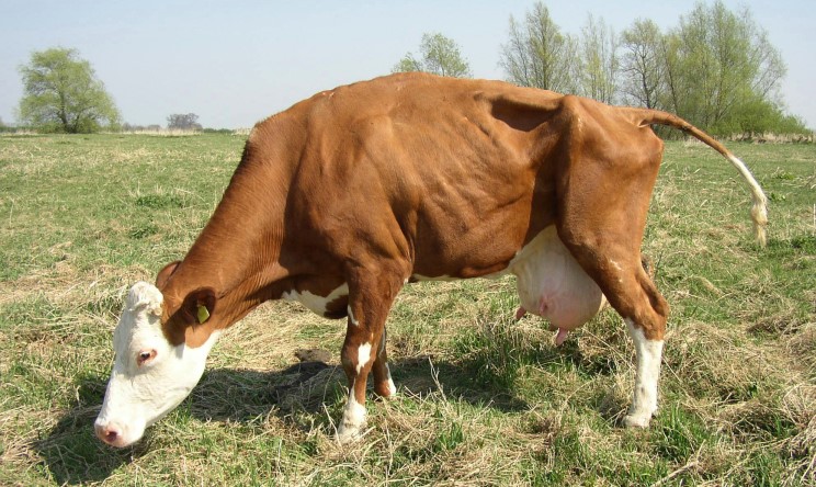 Magere koe
