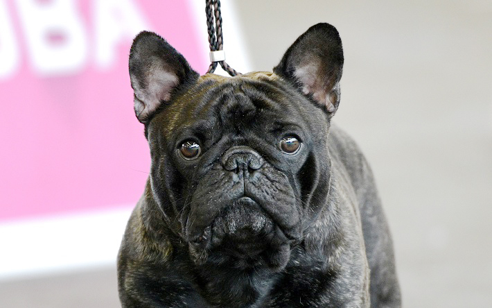 Deze hond kreeg een score 3 (à 4) voor de neusopeningen