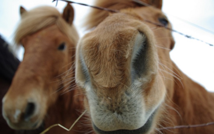 Neuzen van paarden