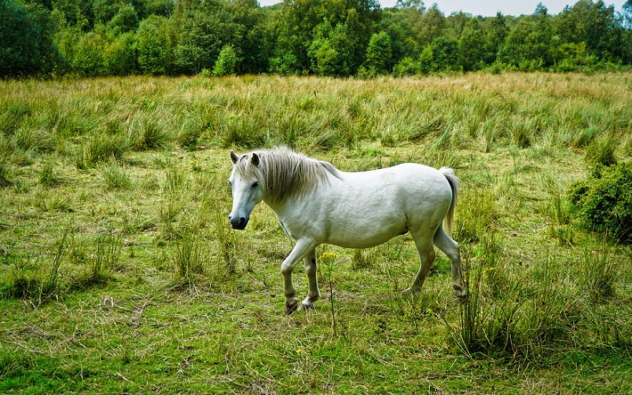 Paarden alleen in een wei