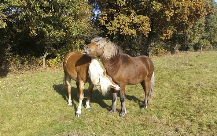 Paarden in de wei