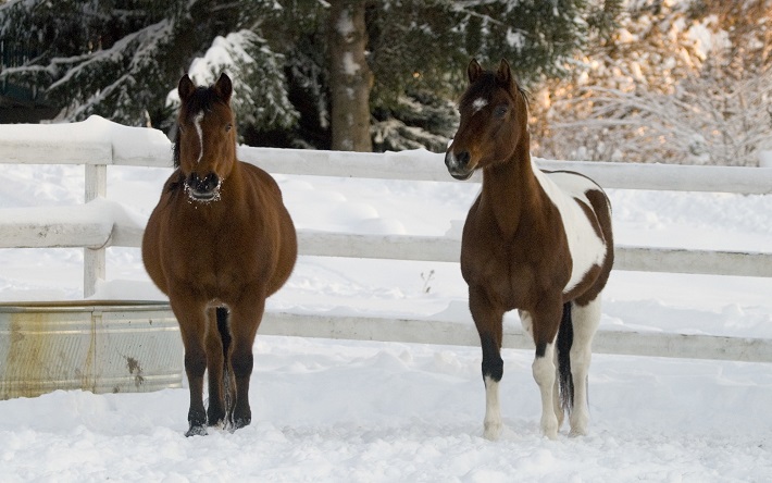 Paarden in de sneeuw