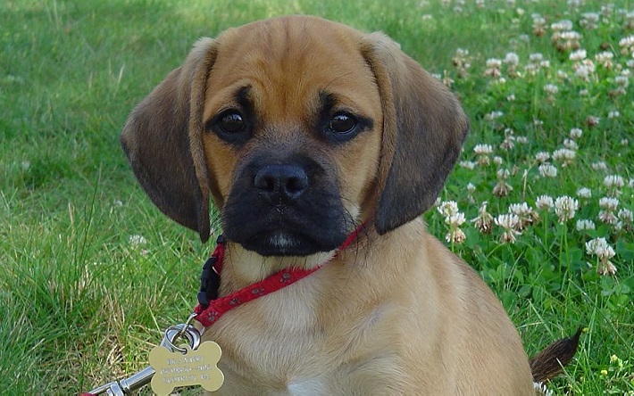 Puggle