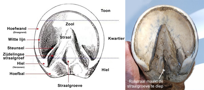 onderkant van een hoef