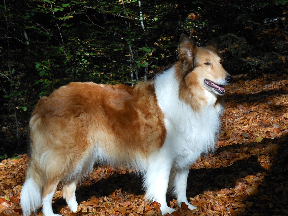 Schotse Collie