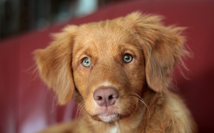 Toller puppy