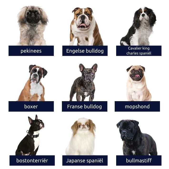 Baffle Om toestemming te geven Fascinerend Koop geen kortsnuitige hond! | Dier&Recht