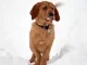 Basset Fauve de Bretagne
