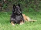 Belgische herdershond / Tervuerense herder