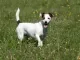 Jackussellterriër / jack russell